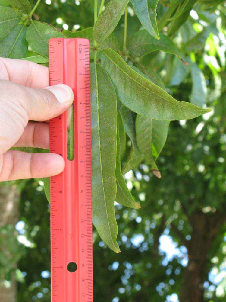              Leaflet (Winter Haven, FL)       